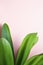 Clivia office plant leaves with shadows on pink texture background