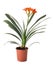 Clivia plant in studio