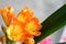 Clivia Plants flower close up photo