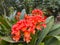 Clivia Solomone hybrid blossom in Huntington Library