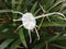 cloce up beach spider lily is a plant species of the genus