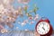 Clock and spring cherry flowers on wooden table - daylight saving time concept