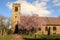 Clock tower and cherry blossom tree