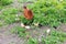 Clocking hen with its chicks among grass on the farm