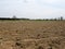 Clods of soil in a plowed field