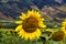 Cloe-up of a happy face etched into the face of a sunflower