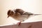 Cloe-up of a house sparrow.