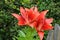 Cloe up with the stamen of a red lily flower.big red wild lily on a green background