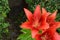Cloe up with the stamen of a red lily flower.big red wild lily on a green background