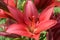 Cloe up with the stamen of a red lily flower.big red wild lily on a green background