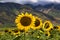 Cloe-up of a sunflower in a field of sunflowers.