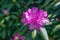 Cloes-up of a Catawba Rhododendron Wildflower