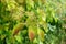 Cloes-up of novice fruit formation of Red dogwood, Cornus sanguinea