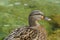 Cloes-Up of a swimming duck â€“ Female Drake Mallard