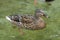 Cloes-Up of a swimming duck â€“ Female Drake Mallard