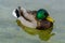 Cloes-Up of a swimming duck â€“ Male Drake Mallard
