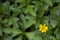 Cloes up yellow little flower with green leaf background top view