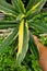 Cloeup of a yellow and green leaf of a Variegated Oleander