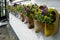 Clogs in a wall as flowerpots with pansies