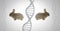 Clone twin rabbits with genetic DNA
