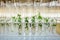 Cloned gene modified micro plants in test tubes with nutrient medium. Micropropagation technology in vitro