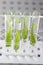 Cloning plants in test tubes