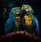 Close Aesthetic shot of two lovely parrots