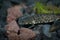 Close of an aquatic juvenile Spanish ribbed newt, Pleurodeles waltl