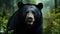 Close Asiatic black bear Ursus thibetanus in summer forest. Wildlife scene from nature