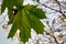 Close autumn maple leaf