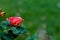 Close of beautiful pink rose on green blurry background with copy space in right. fresh concept