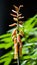 Close of a beautiful Red Hot Poker, Torch Lily or Tritoma flower