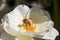 Close of a bee pollinating a white rose flower