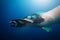 Close big huge manta ray swim deep underwater