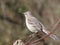 Close bird on metal