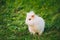 Close Blue Eyes Lop-Eared Dwarf Snow-White Mixed Breed Rabbit Bunny Sitting In Profile Green Grass