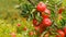 Close of a branch of delicious ripe pink lady apples on a tree