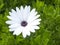 Close of bright Osteospermum Soprano White African Daisy on green bokeh background, selective focus, vivid colors