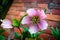 A close of a bright pink flower