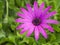 Close of bright pink Purple African Daisy, Osteospermum Ecklonis on green bokeh background, selective focus, vivid