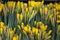 Close of bunches of daffodils for sale