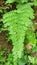 Close capture of  Bracken fern plant with its leaves