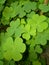 Close capture of green clover under low light