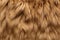 close capture of a rabbits fur for a soft, fluffy texture