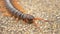 Close. centipede on asphalt. dead big black orange centipede within the city