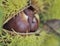 Close on chestnuts in a shell growing in the tree