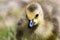 Close Contact with an Adorable Fluffy Newborn Gosling