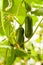 Close the cucumber on the trees growing in the greenhouses in the kibbutz in Israel