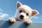 Close-Curious puppy close-up adorable gaze clear blue sky copy space Generative AI