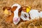 Close cute young calf lies in straw. calf lying inside dairy farm in the barn. New born calf